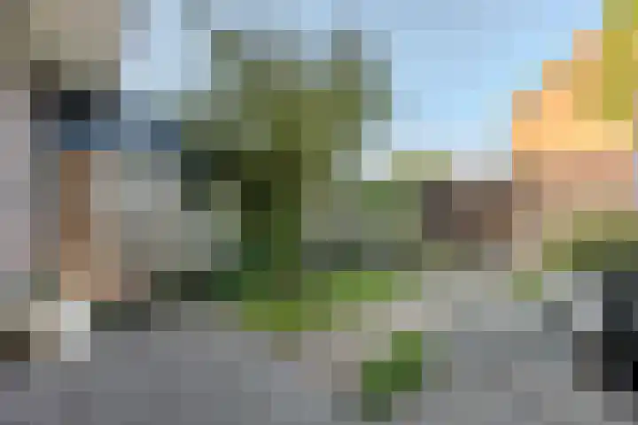 Kattestart 7 a Gemert thumbnail 26