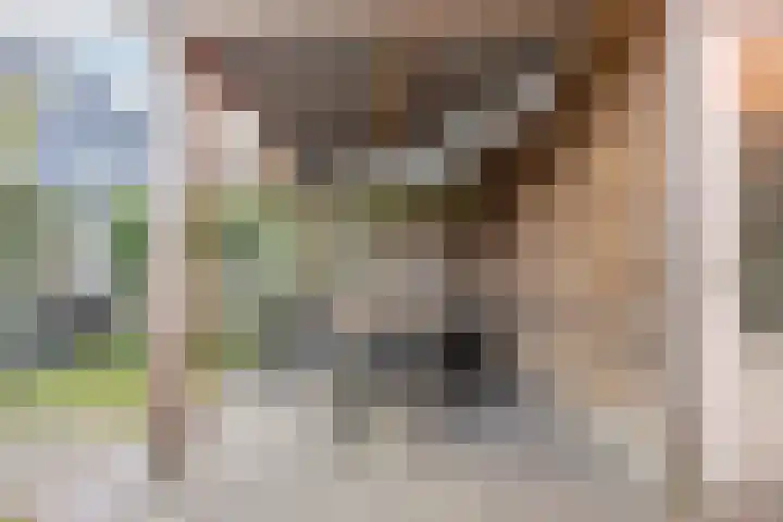Kattestart 7 a Gemert thumbnail 28