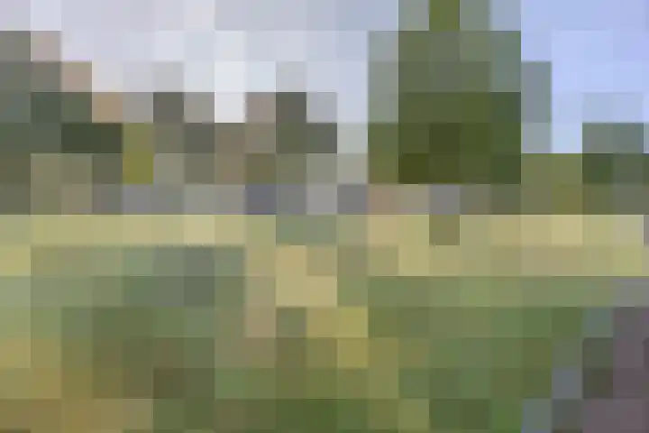 Kattestart 7 a Gemert thumbnail 34