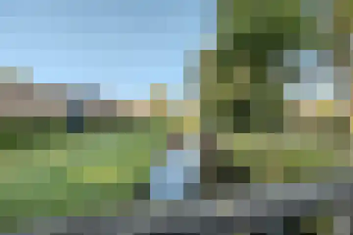 Kattestart 7 a Gemert thumbnail 37
