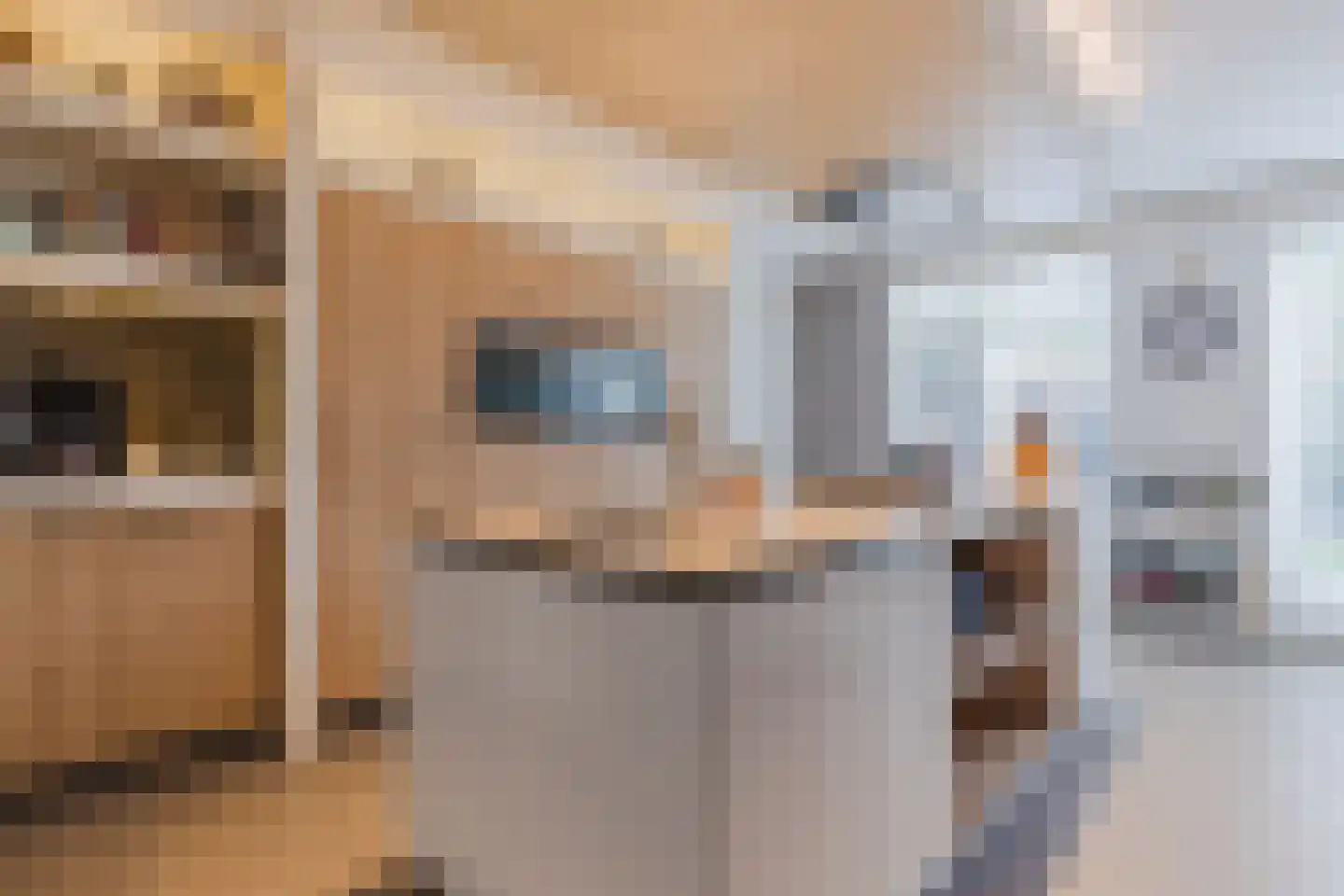Kattestart 8 Gemert thumbnail 15