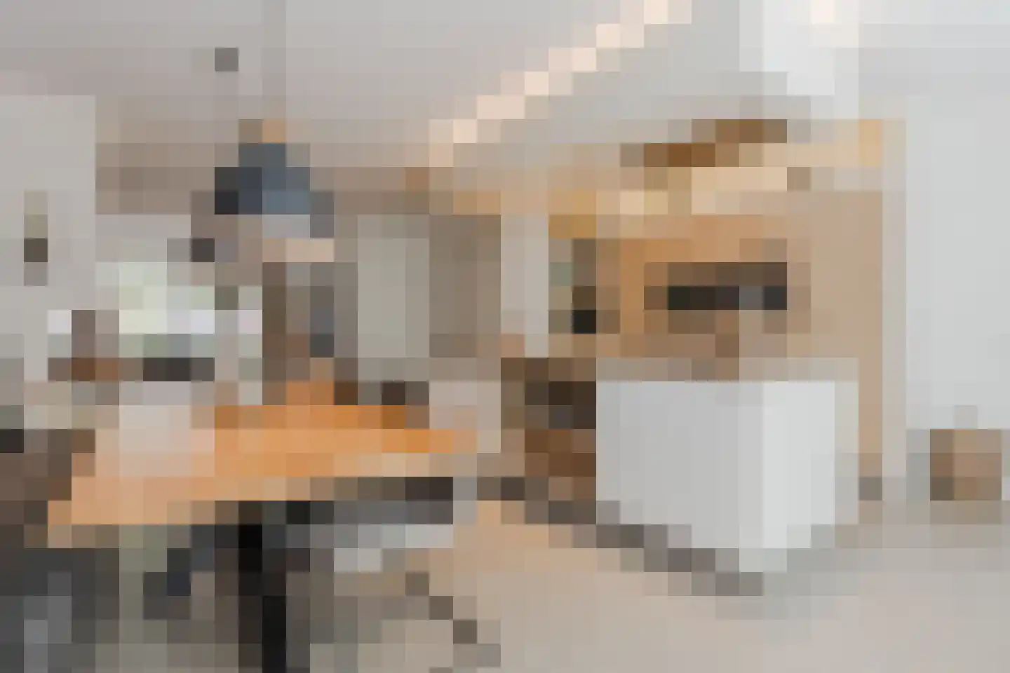 Kattestart 8 Gemert thumbnail 21