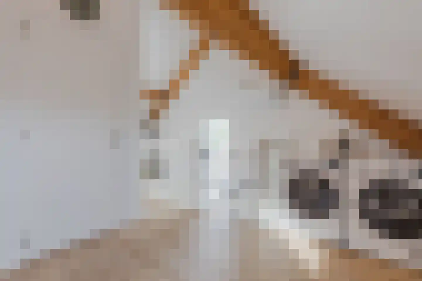 Kattestart 8 Gemert thumbnail 46