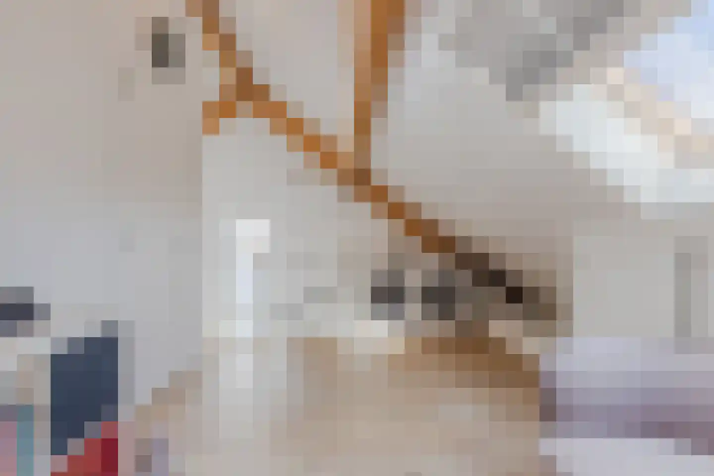 Kattestart 8 Gemert thumbnail 47