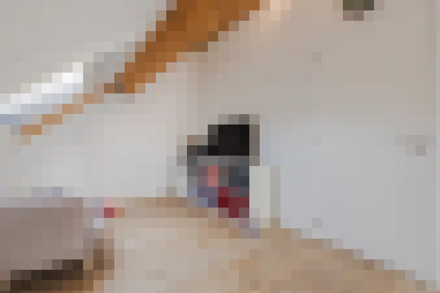 Kattestart 8 Gemert thumbnail 48