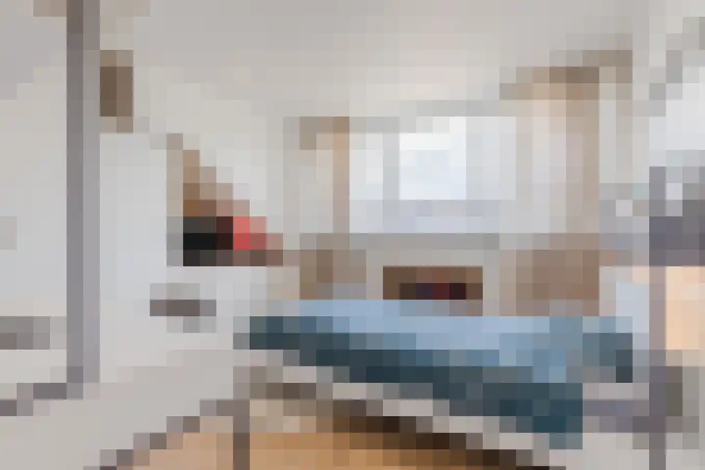 Kattestart 8 Gemert thumbnail 49