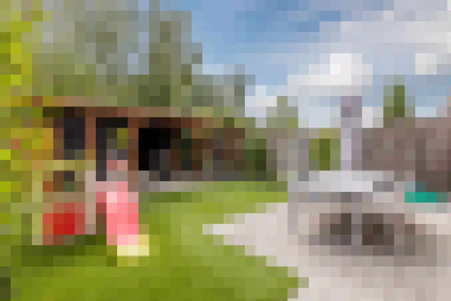 Kattestart 8 Gemert thumbnail 52