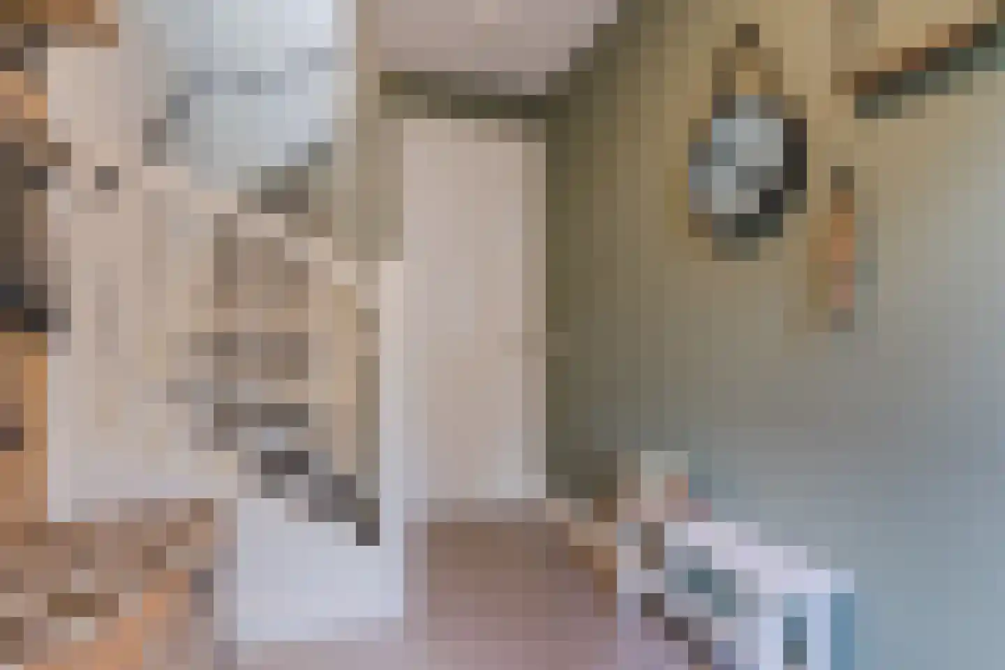 Kattestart 8 Gemert thumbnail 7