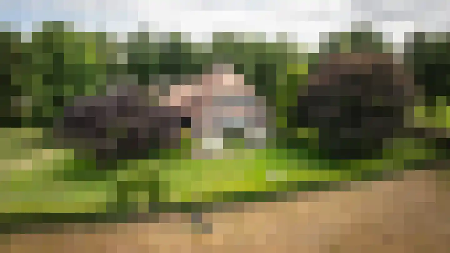 Kattevlaas 7 Milheeze thumbnail 42