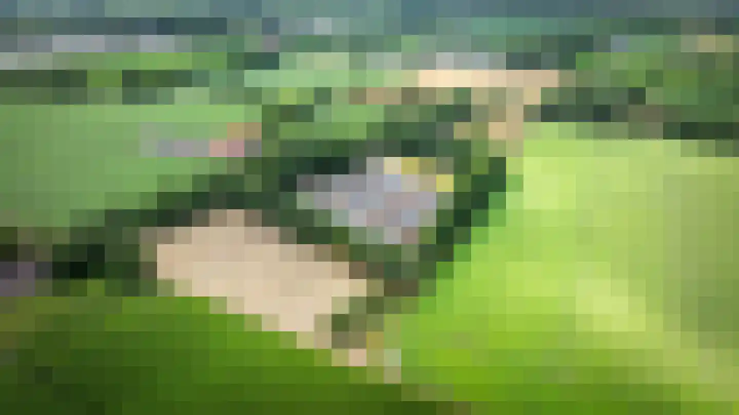 Kattevlaas 7 Milheeze thumbnail 45