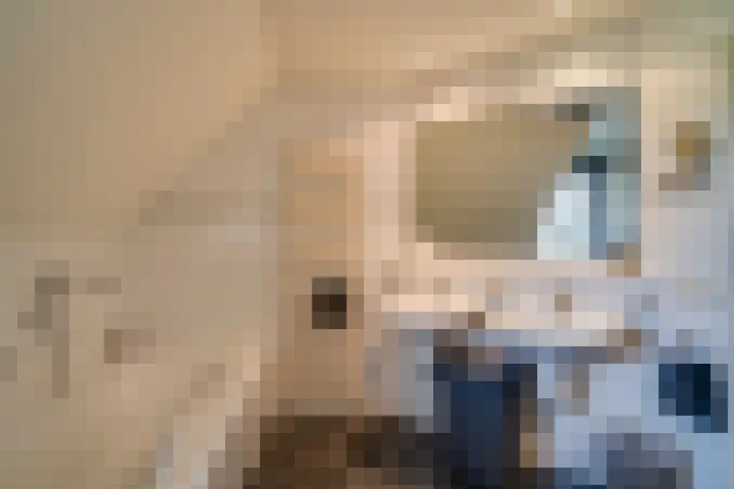Kattevlaas 7 Milheeze thumbnail 5