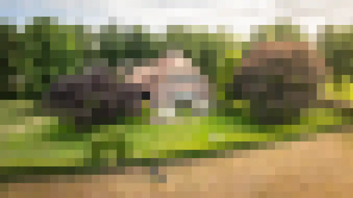 Kattevlaas 7 Milheeze thumbnail 6