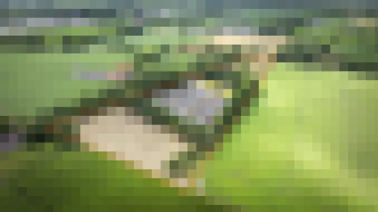Kattevlaas 7 Milheeze thumbnail 7