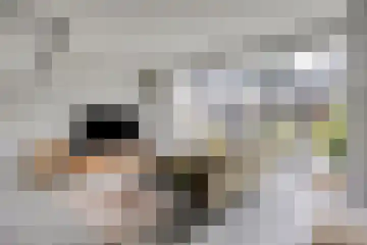 Kaukasus 20 Assendelft thumbnail 6