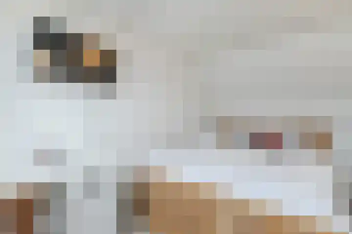 Kavelpad 39 Bodegraven thumbnail 41