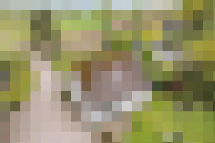 Kawoepersteeg 24 Ermelo thumbnail 45