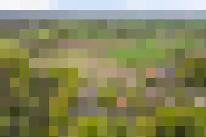 Kawoepersteeg 24 Ermelo thumbnail 52