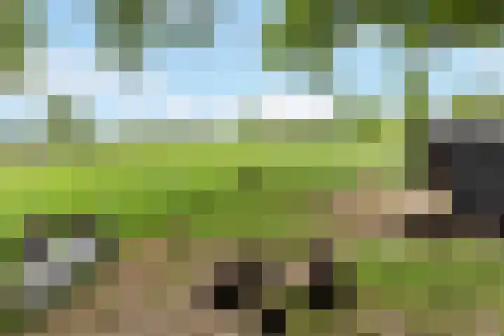 Kawoepersteeg 40 15 Ermelo thumbnail 44