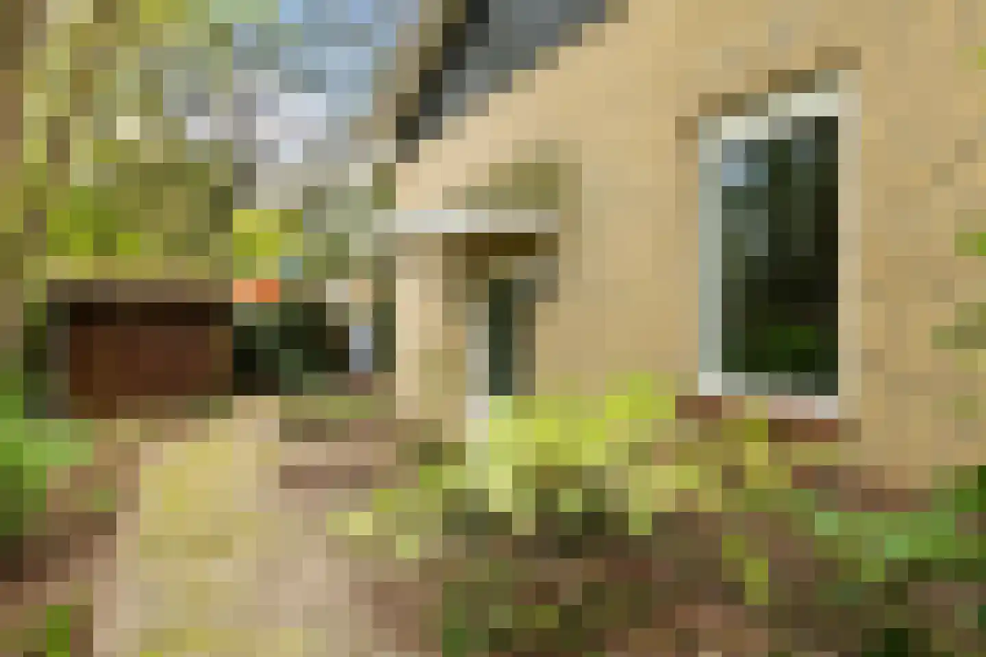 Kawoepersteeg 40 47 Ermelo thumbnail 6