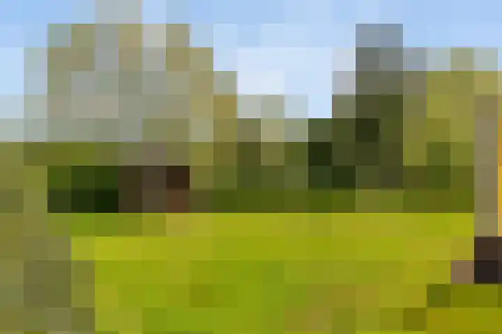 Keamerlânswei 2 Harich thumbnail 34