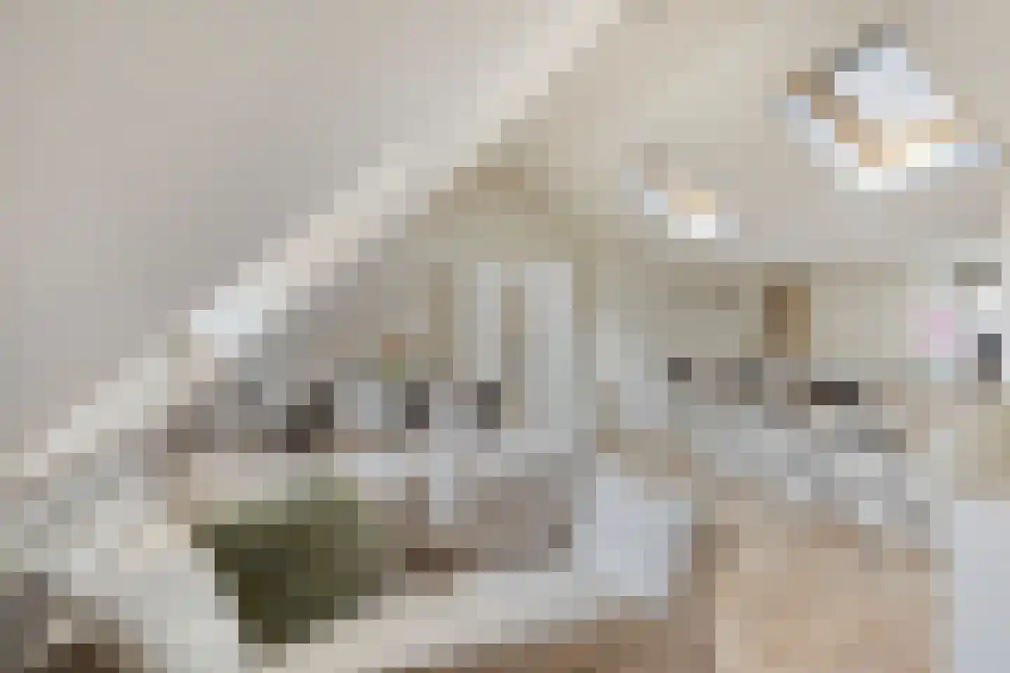 Keizer Karelplein 12 D Maastricht thumbnail 5