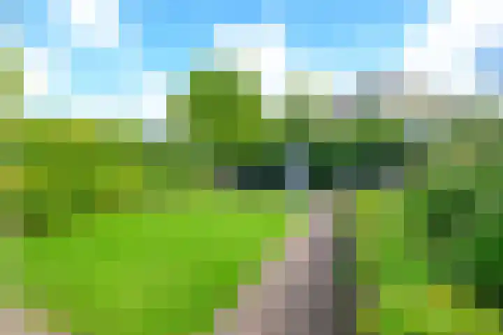 Keizerfazant 21 Heerhugowaard thumbnail 12
