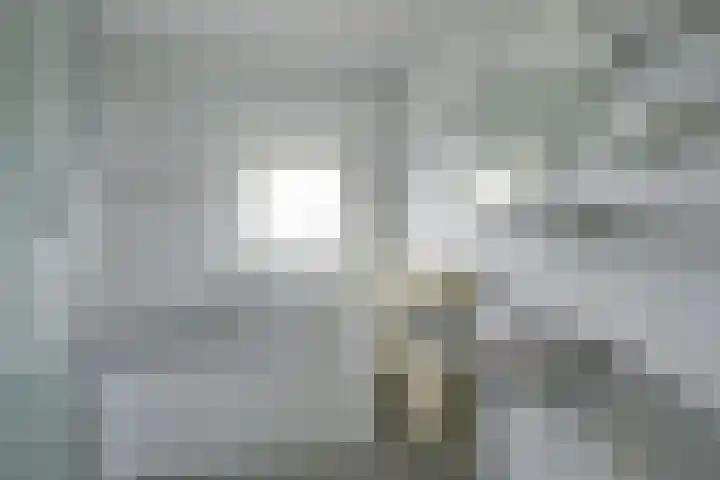 Keizerfazant 21 Heerhugowaard thumbnail 27