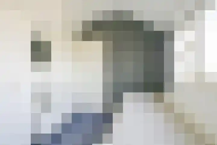 Keizerfazant 21 Heerhugowaard thumbnail 34