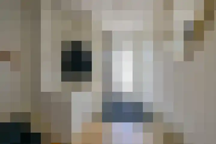 Keizerfazant 21 Heerhugowaard thumbnail 36