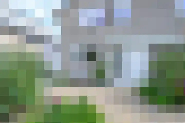 Keizerfazant 21 Heerhugowaard thumbnail 4