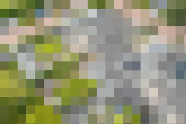 Keizerfazant 21 Heerhugowaard thumbnail 44