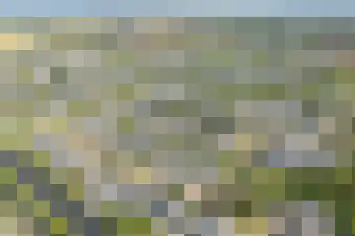 Keizerfazant 21 Heerhugowaard thumbnail 45