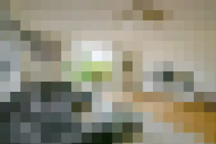 Keizerfazant 21 Heerhugowaard thumbnail 6