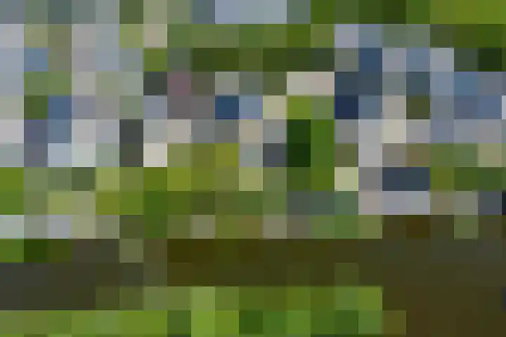 Keizerfazant 26 Heerhugowaard thumbnail 23