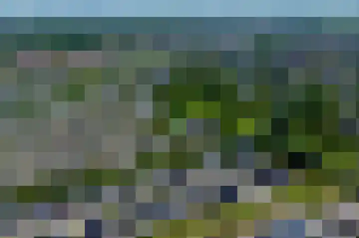 Keizerfazant 26 Heerhugowaard thumbnail 24