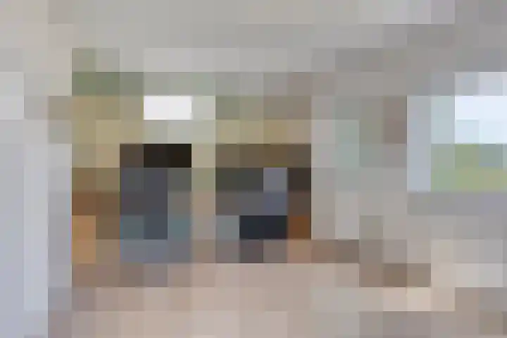 Keizerfazant 26 Heerhugowaard thumbnail 27