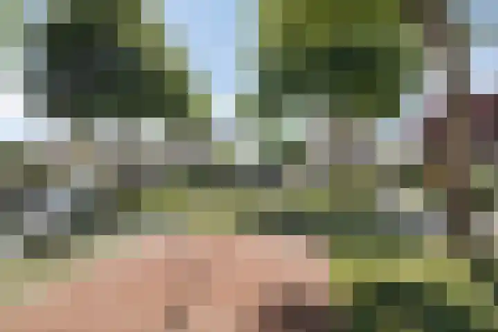 Keizerfazant 26 Heerhugowaard thumbnail 41