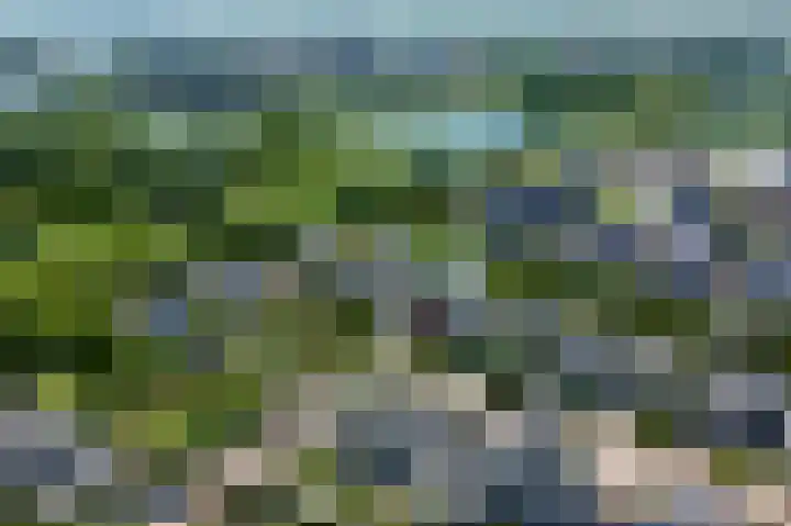 Keizerfazant 26 Heerhugowaard thumbnail 42