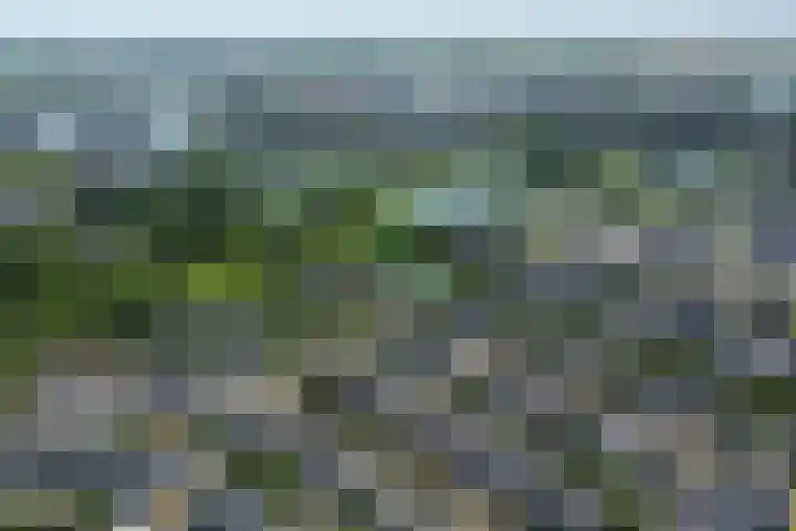 Keizerfazant 26 Heerhugowaard thumbnail 43