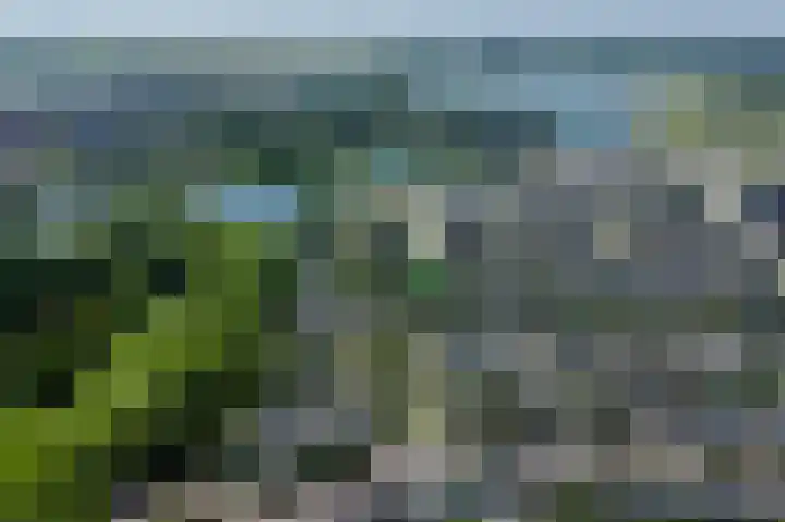 Keizerfazant 26 Heerhugowaard thumbnail 44