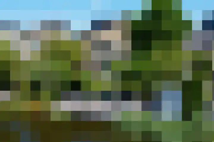 Keizerfazant 26 Heerhugowaard thumbnail 50