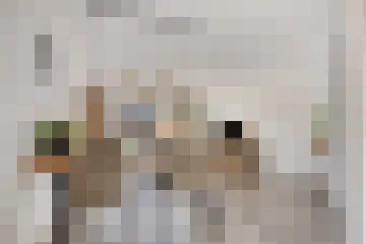 Keizerfazant 9 Heerhugowaard thumbnail 12