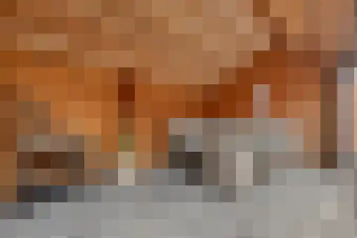Keizerfazant 9 Heerhugowaard thumbnail 31
