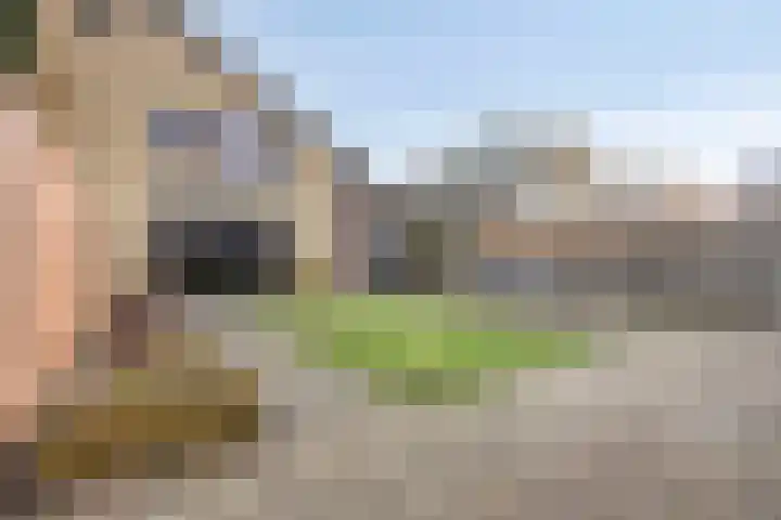 Keizerfazant 9 Heerhugowaard thumbnail 4