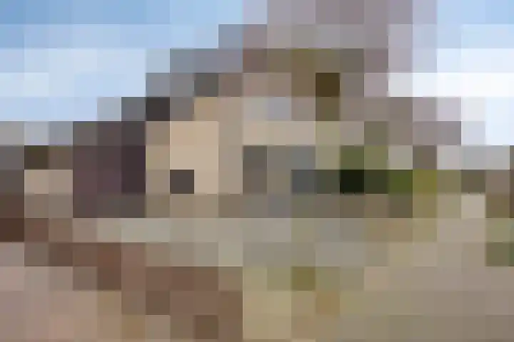 Keizerfazant 9 Heerhugowaard thumbnail 5