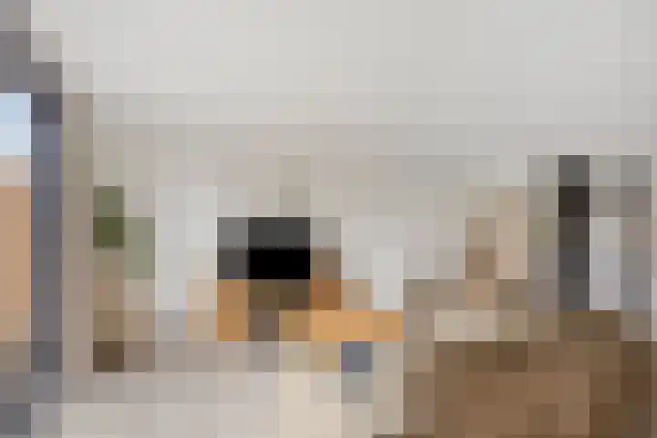 Keizerfazant 9 Heerhugowaard thumbnail 9