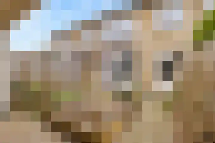 Keizershof 720 Uden thumbnail 33