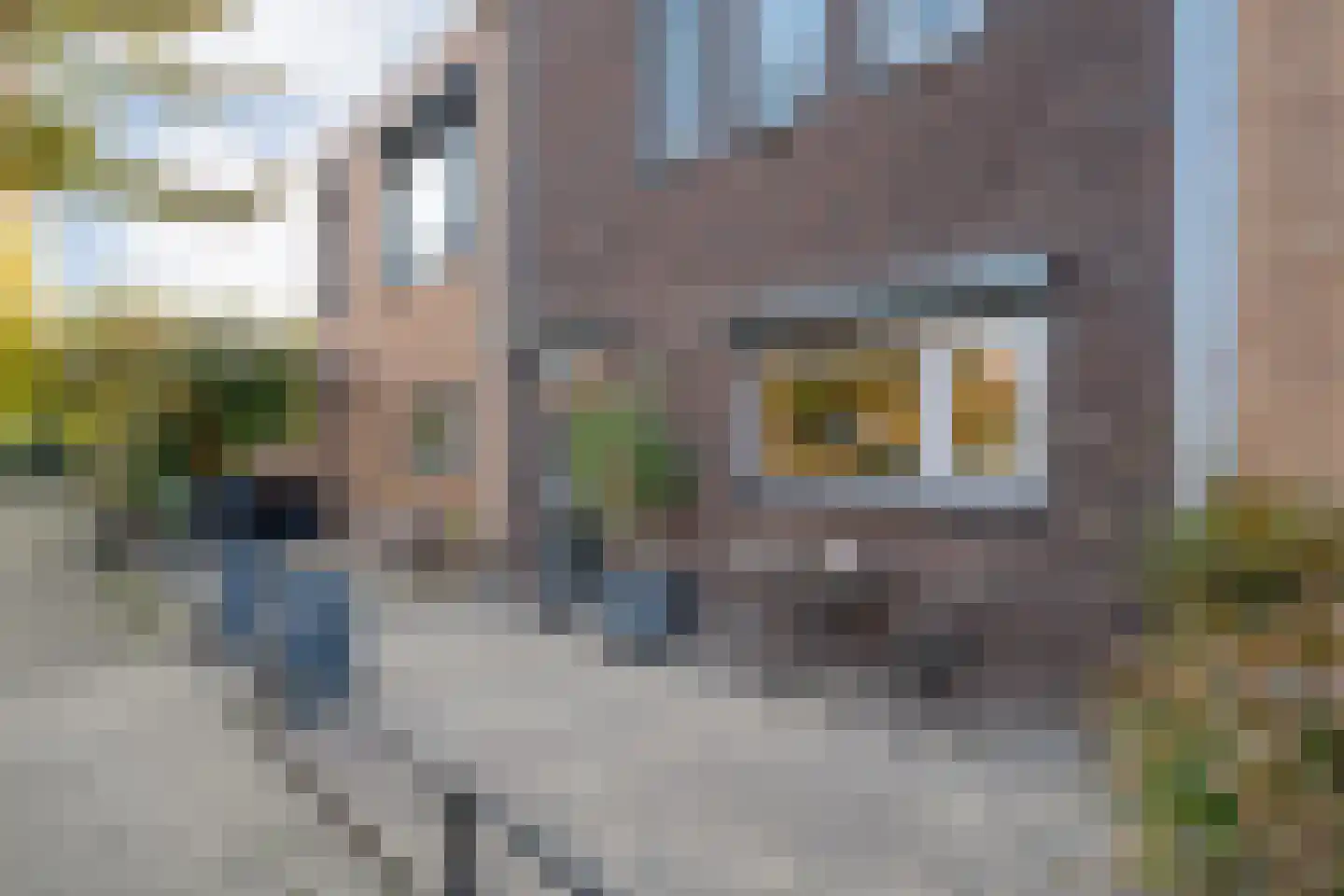 Keizersmantel 3 Hoogeveen thumbnail 14