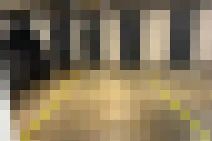 Keizersmantel 355 Sneek thumbnail 43