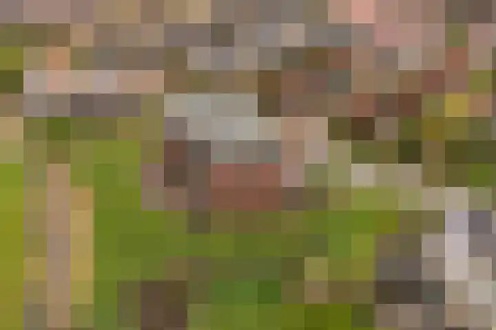 Keizersmantel 355 Sneek thumbnail 46